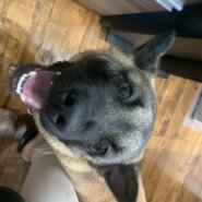 甘えん坊な2歳の雑種男の子