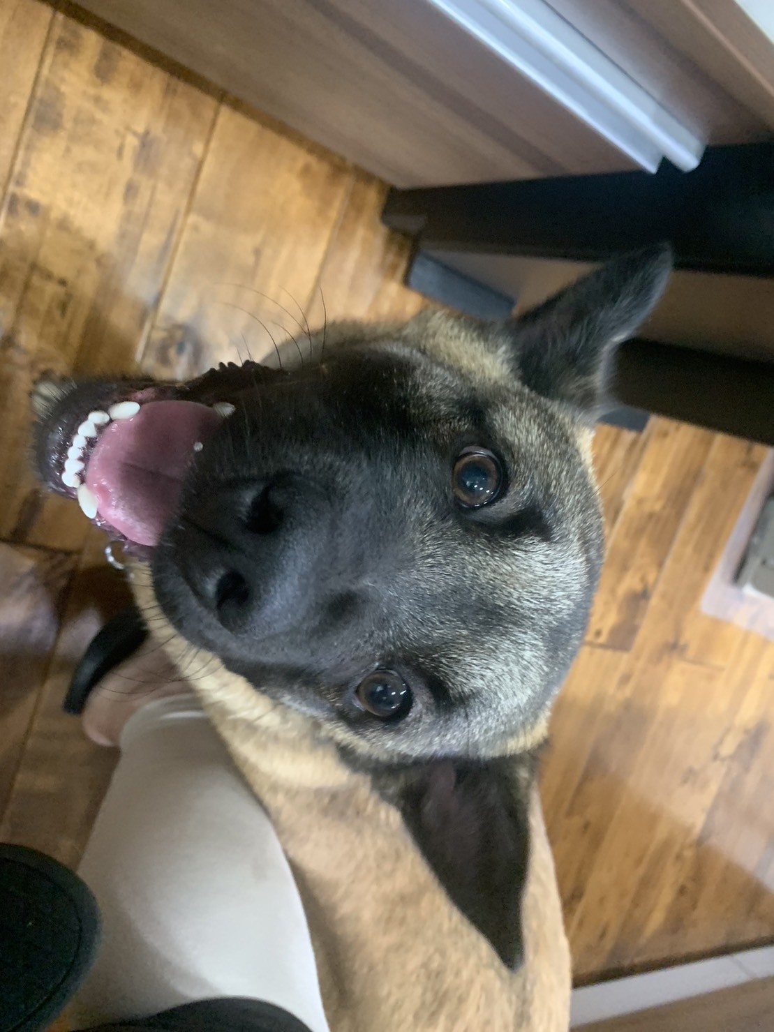 甘えん坊な2歳の雑種男の子