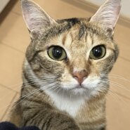 2歳前後 女の子