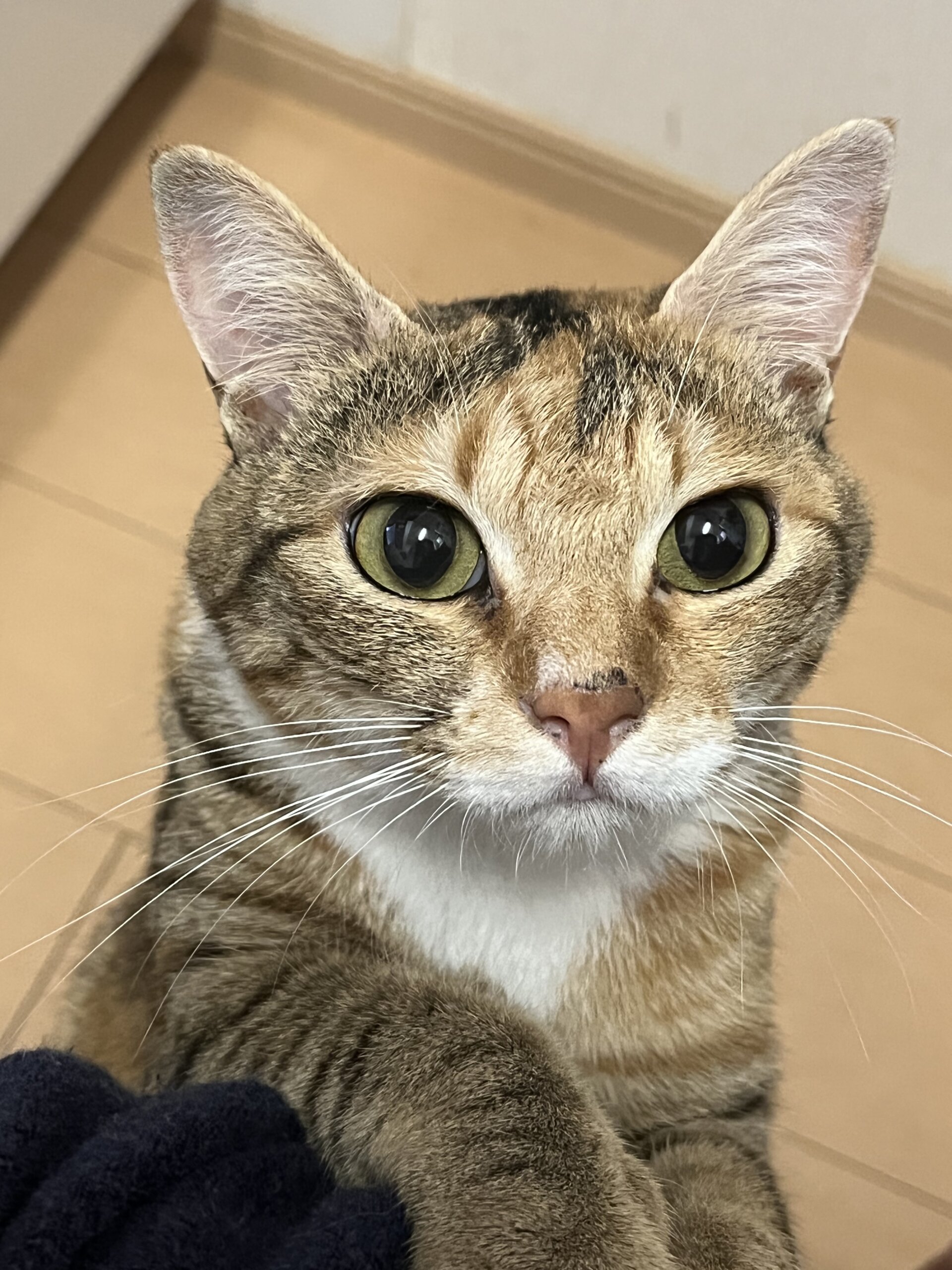 2歳前後 女の子