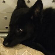 まだ、幼い子の感じです。家族に迎えて下さい