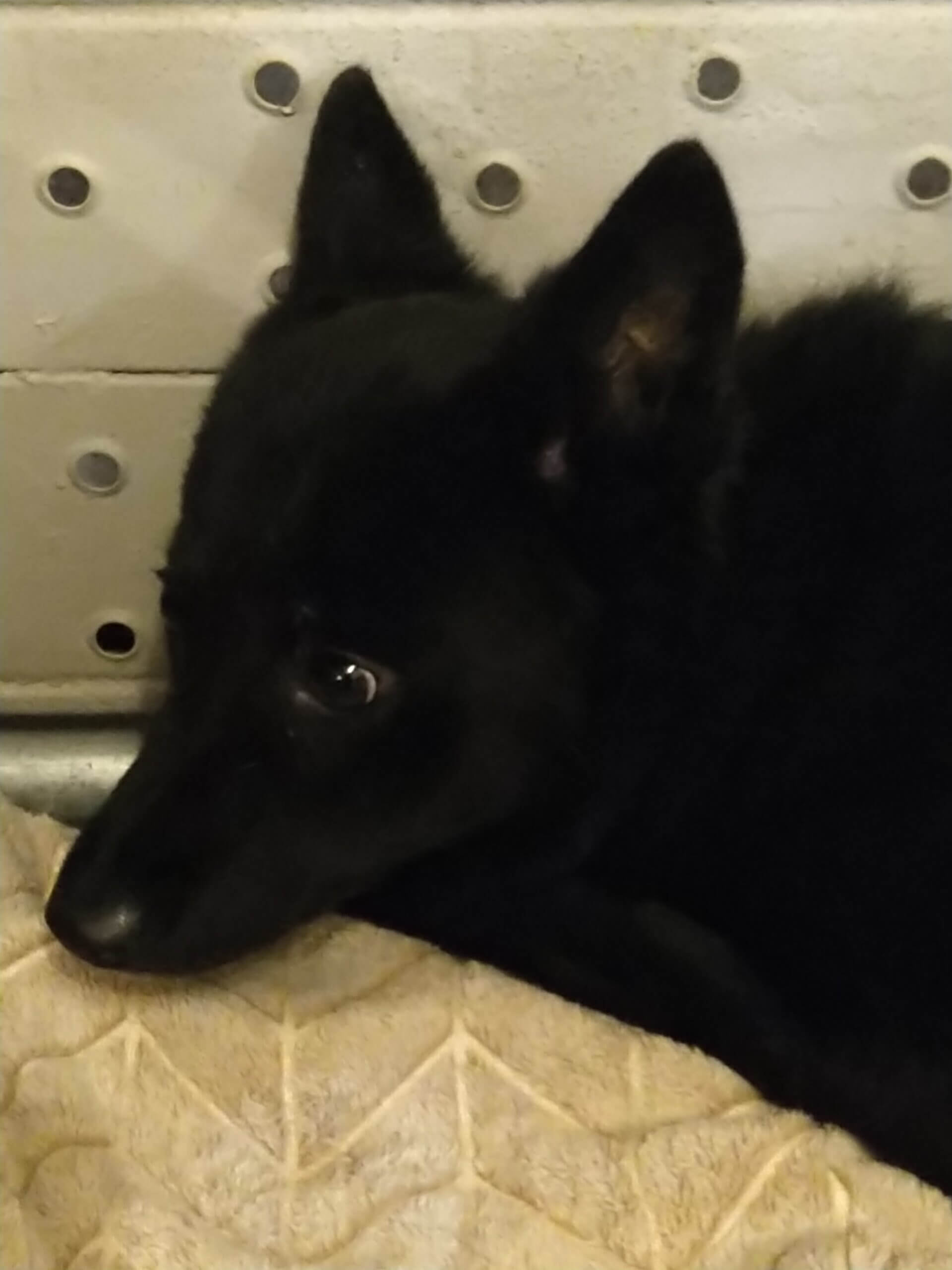 まだ、幼い子の感じです。家族に迎えて下さい