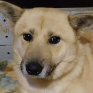 大人しい子です。この子を家族に迎えて下さい