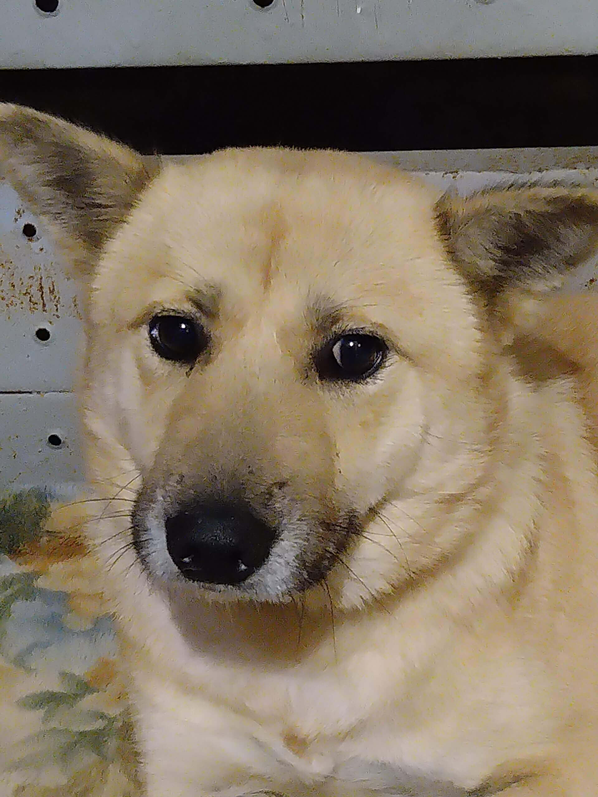 大人しい子です。この子を家族に迎えて下さい