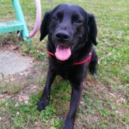 生後4才♂MIX犬ですが見た目は黒ラブ