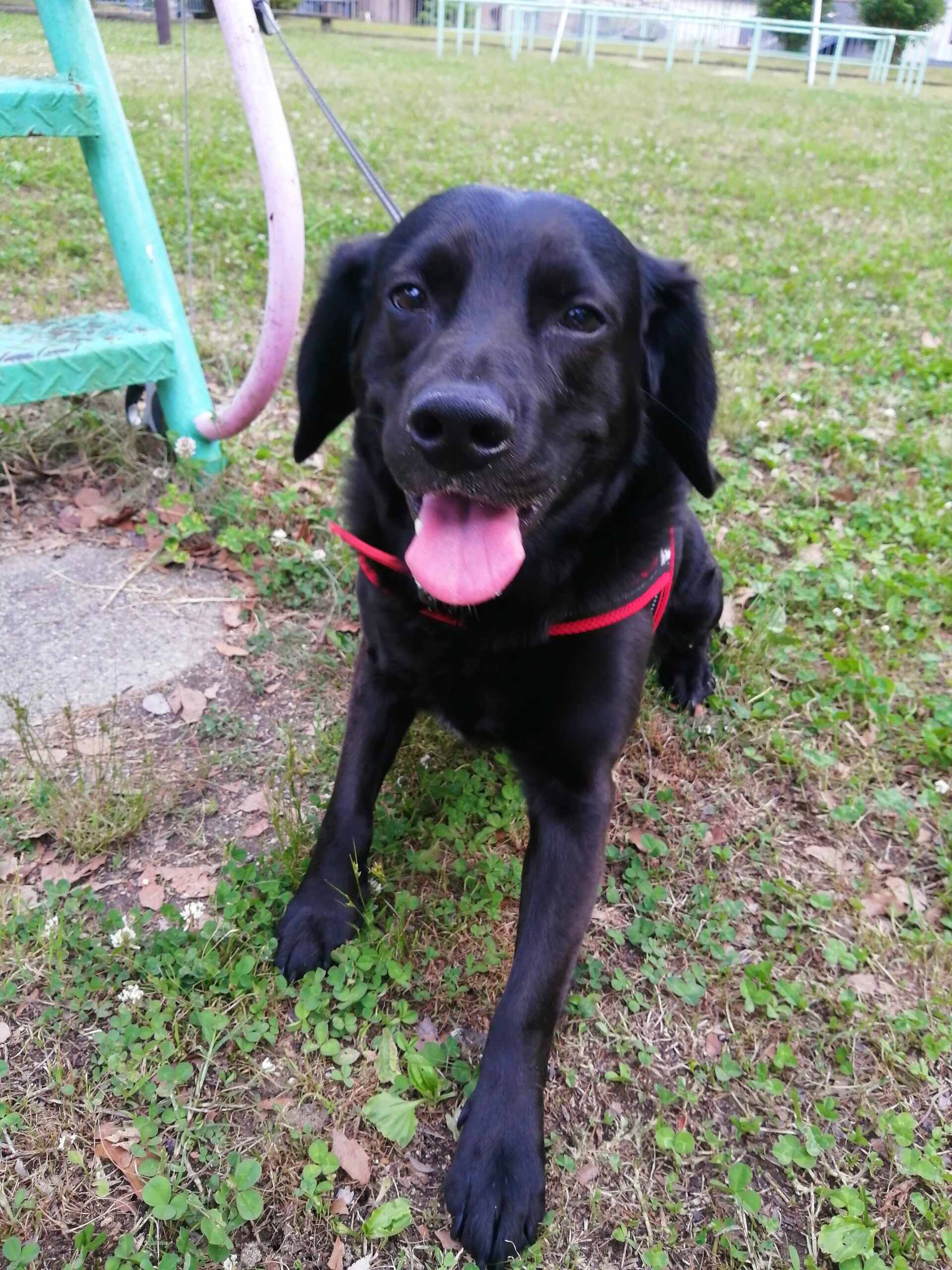 生後4才♂MIX犬ですが見た目は黒ラブ