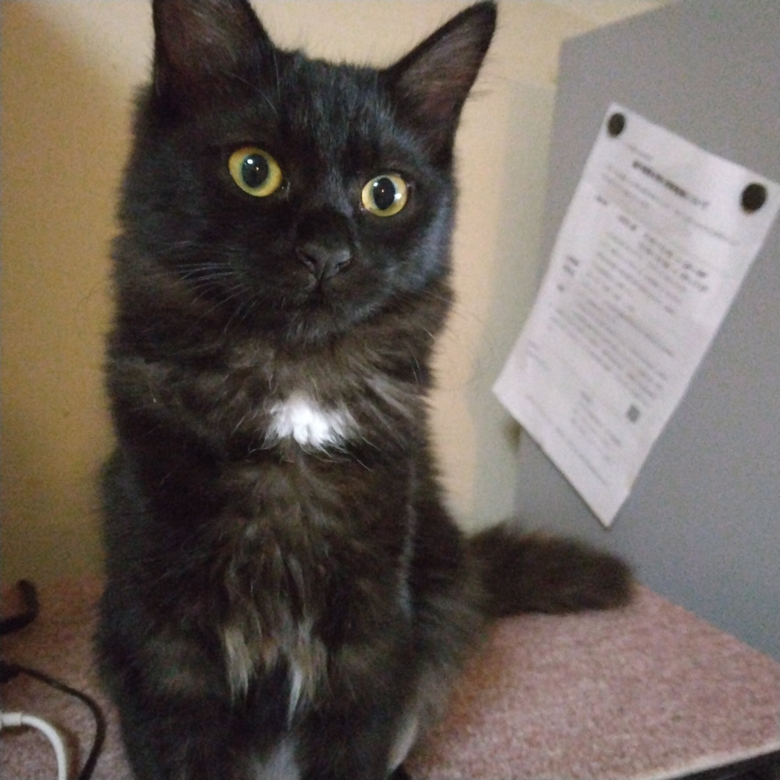 遊んで欲しい😻