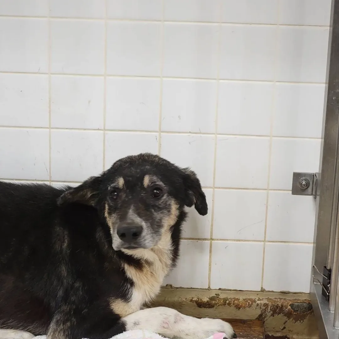 家族に迎えて下さい