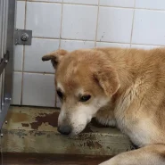 この子は山口県のセンターに捕獲されてます。家族に迎えて下さい