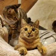 のんとペアでずっとのお家が決まりました