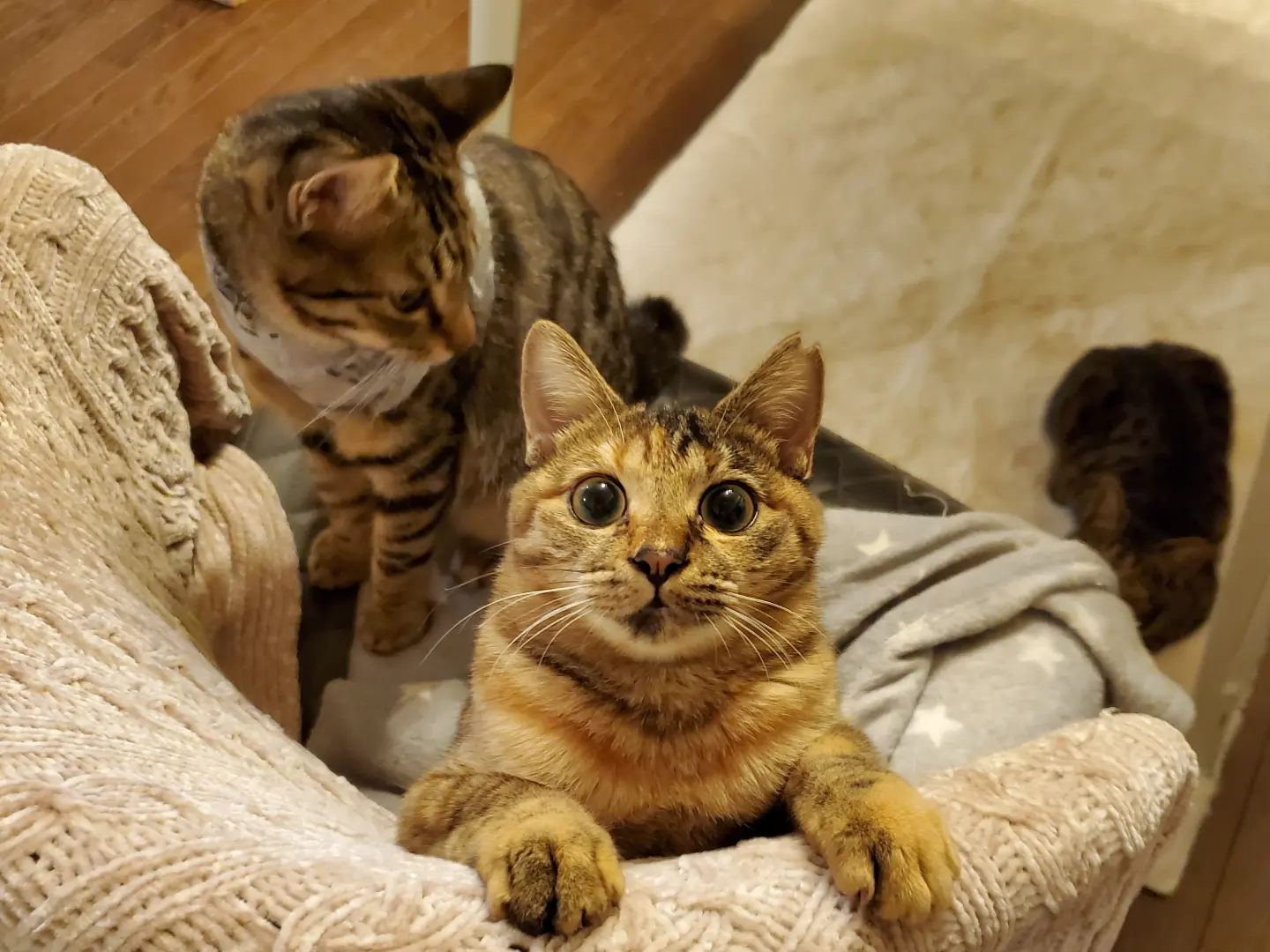 のんとペアでずっとのお家が決まりました