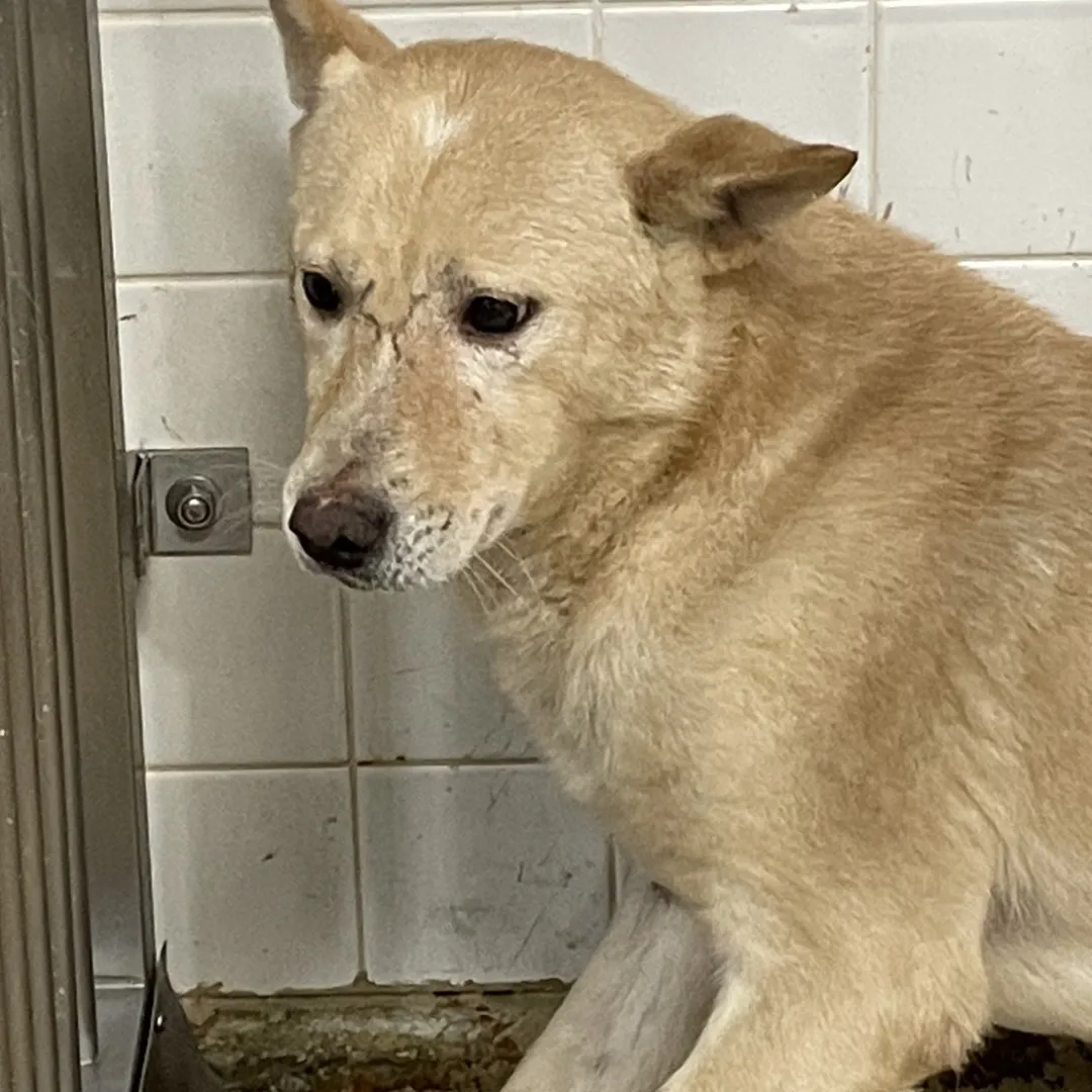 この子は山口県の保護団体にいます。家族に迎えてください。