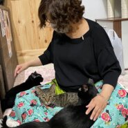 猫の世話・SNS投稿・搬送のお手伝いをして下さる方を募集中
