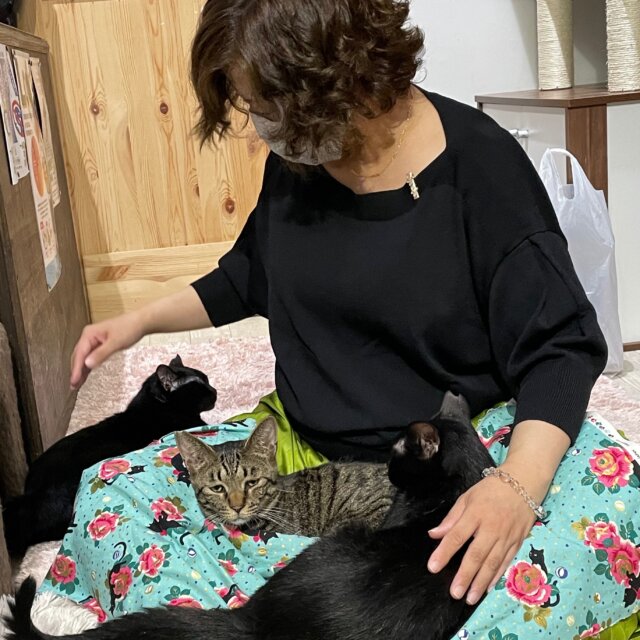 猫の世話・SNS投稿・搬送のお手伝いをして下さる方を募集中