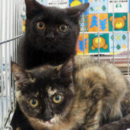 子猫中心に20匹／愛知県みよし市