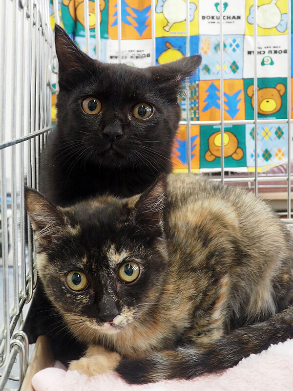 子猫中心に20匹／愛知県みよし市