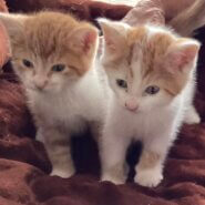 12月20日で生後2か月　男の子（兄弟）