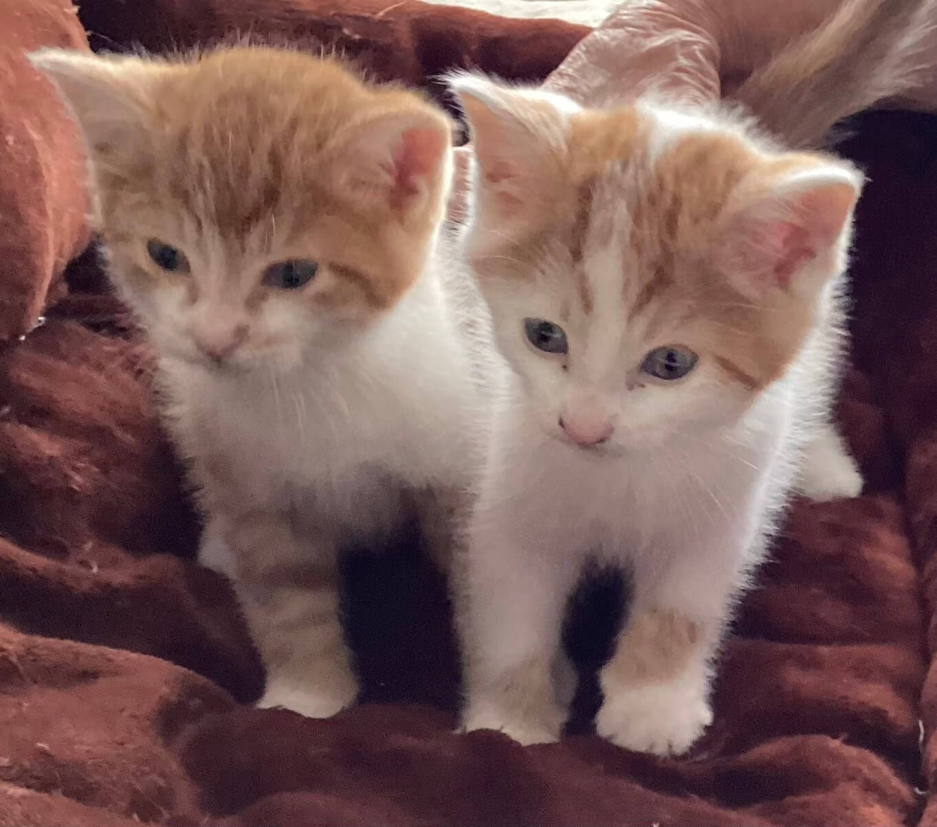 12月20日で生後2か月　男の子（兄弟）