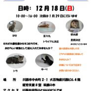 保護猫譲渡会