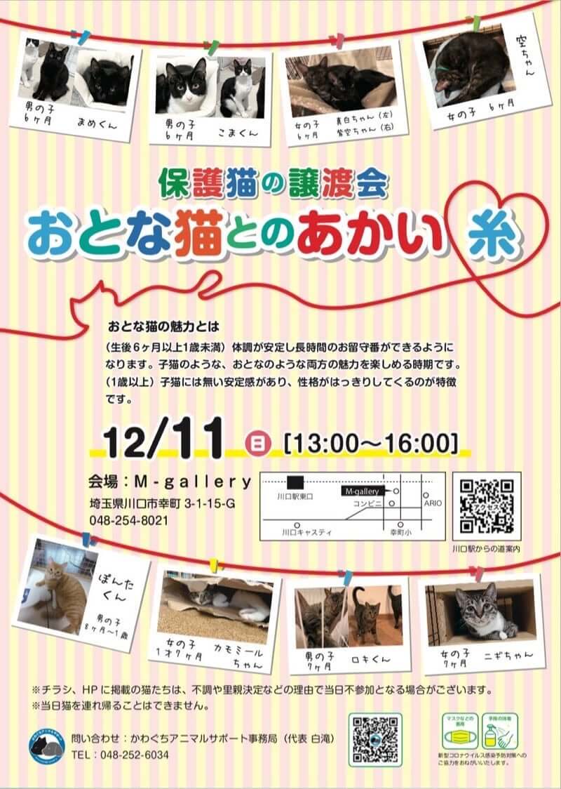 保護猫の譲渡会”おとな猫とのあかい糸“