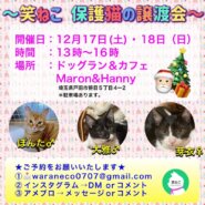 保護猫の譲渡会