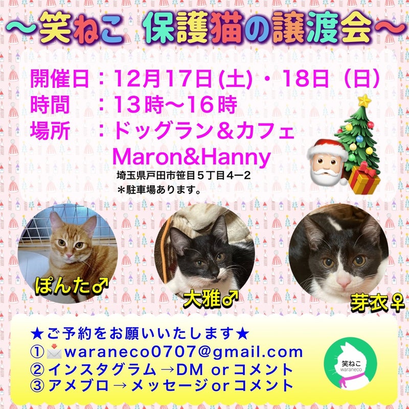 保護猫の譲渡会