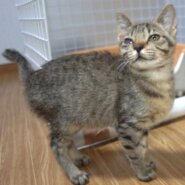 2022年12月31日入所のキジトラの女の子の里親さんを大募集します！