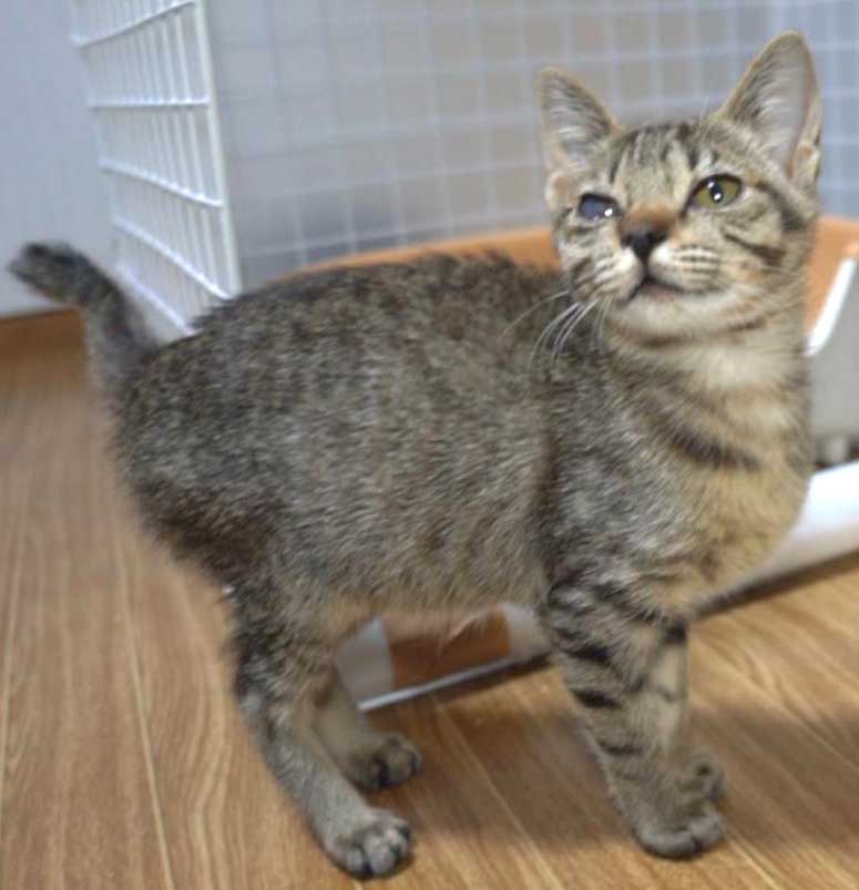 2022年12月31日入所のキジトラの女の子の里親さんを大募集します！