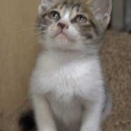 2022年12月31日入所のキジ白の男の子（白多め）の里親さんを大募集します！