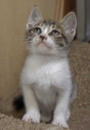 2022年12月31日入所のキジ白の男の子（白多め）の里親さんを大募集します！