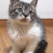 2022年12月31日入所のキジ白の男の子（白少なめ）の里親さんを大募集します！