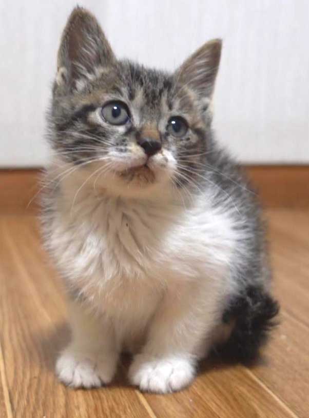 2022年12月31日入所のキジ白の男の子（白少なめ）の里親さんを大募集します！