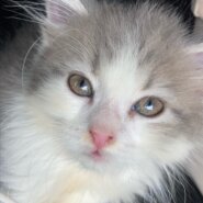 生後6ヶ月の子猫（オス）