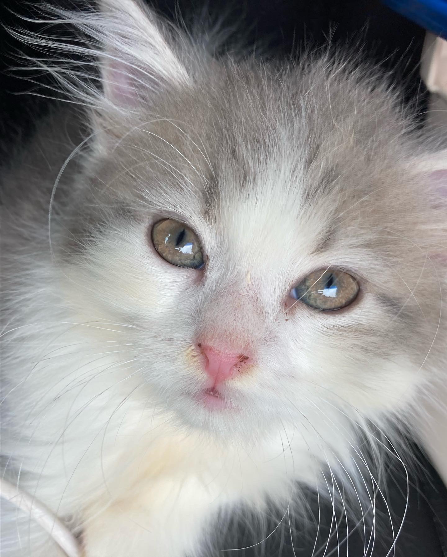 生後6ヶ月の子猫（オス）