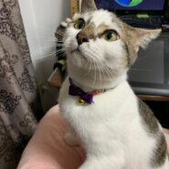 トラ白9ヶ月人懐っこい男の子です