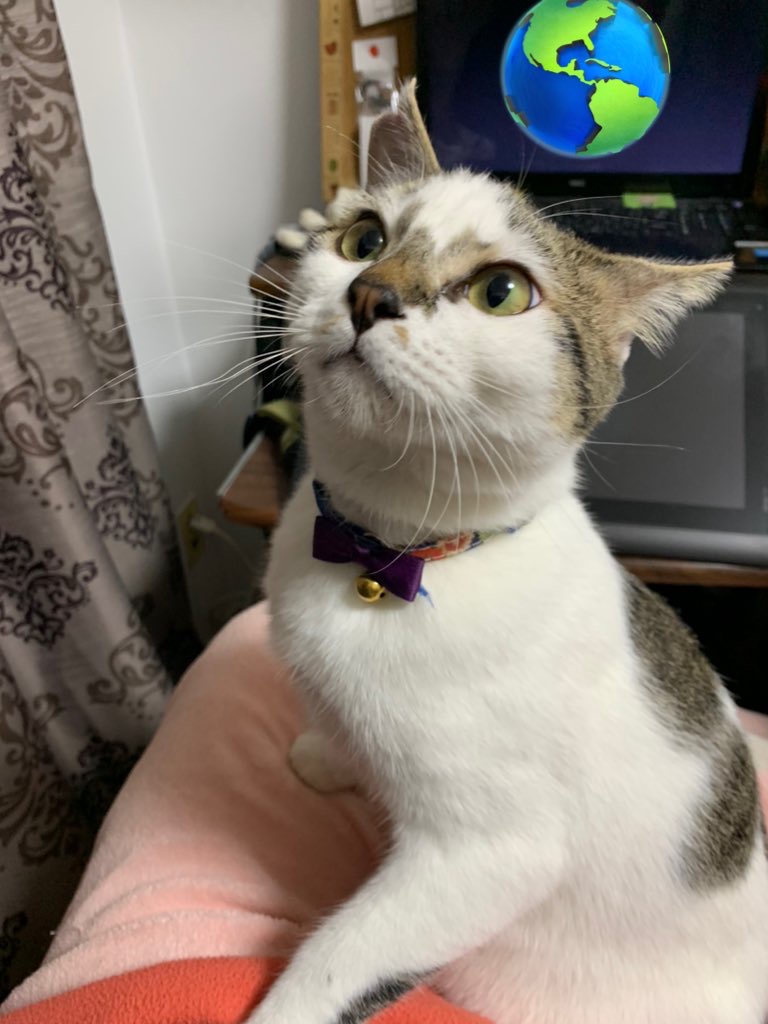 トラ白9ヶ月人懐っこい男の子です