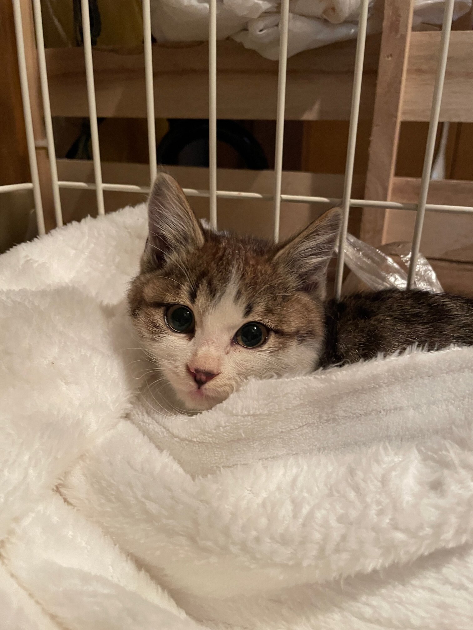 可愛いキジシロの女の子