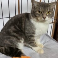 可愛いサバシロの女の子