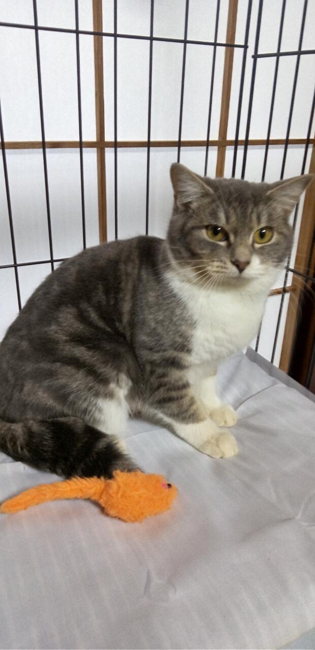 可愛いサバシロの女の子