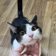 人馴れ抜群 抱っこ出来ます ミー君