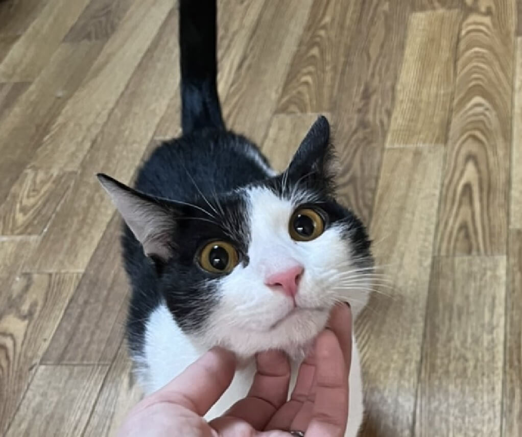 人馴れ抜群 抱っこ出来ます ミー君