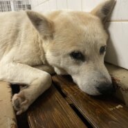 期限を迎え現在は保護団体様にいます。家族に迎えて下さい