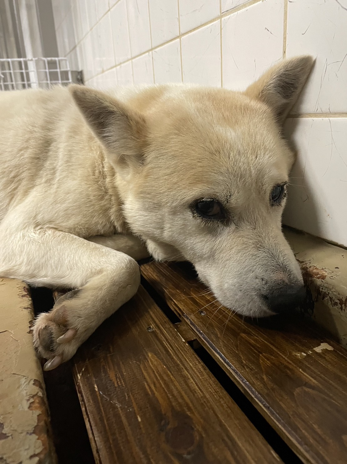 期限を迎え現在は保護団体様にいます。家族に迎えて下さい