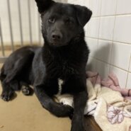 この子は保護団体様に預かっていただいてます家族に迎えて下さい