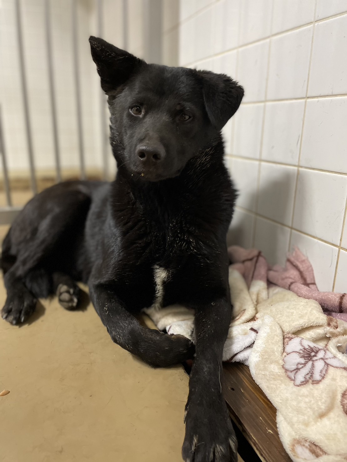 この子は保護団体様に預かっていただいてます家族に迎えて下さい