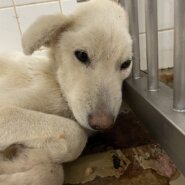 2月6日期限の女の子です。家族に迎えて下さい