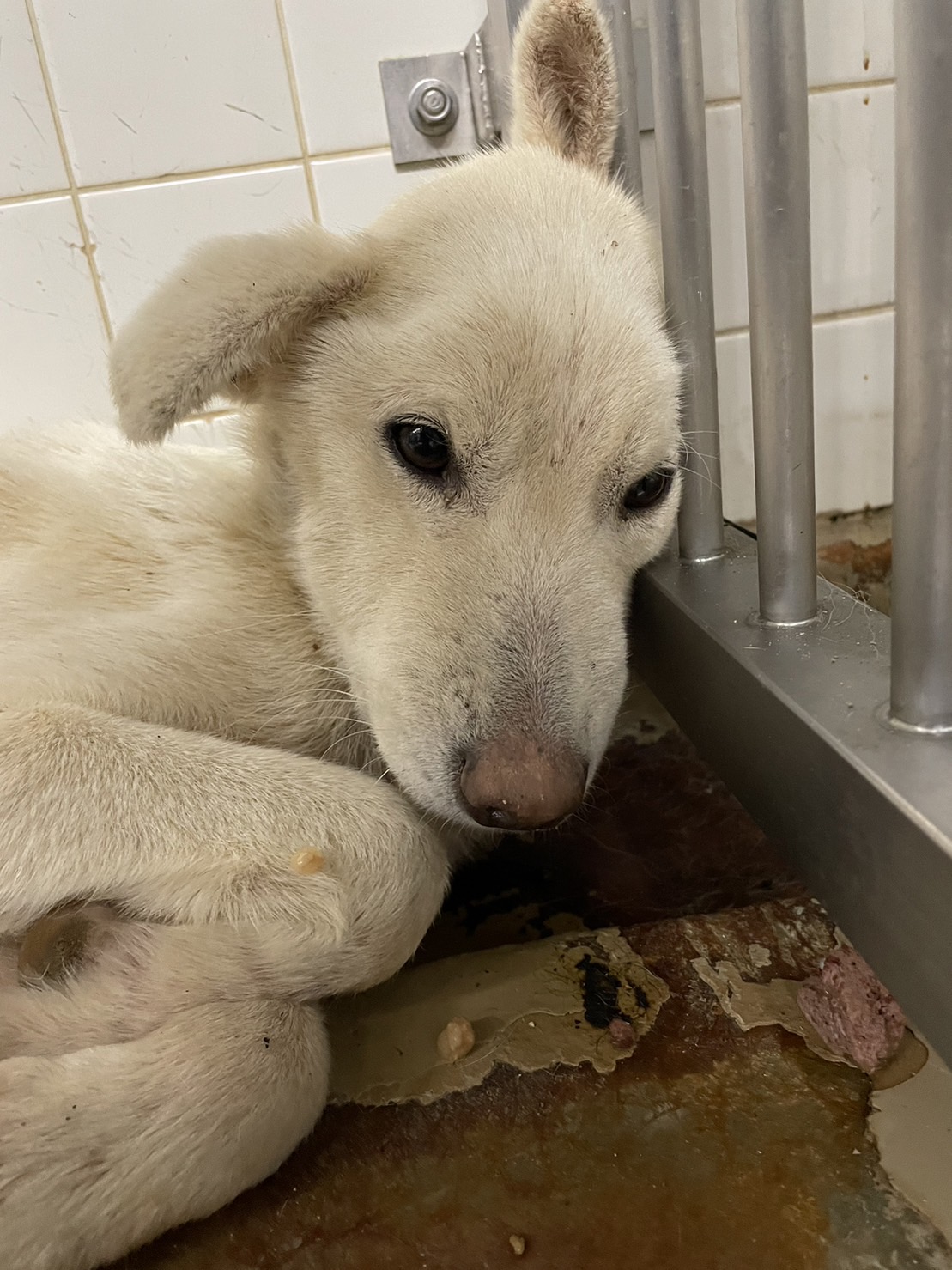 2月6日期限の女の子です。家族に迎えて下さい