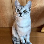 可愛いサバトラ仔猫（糸島市）