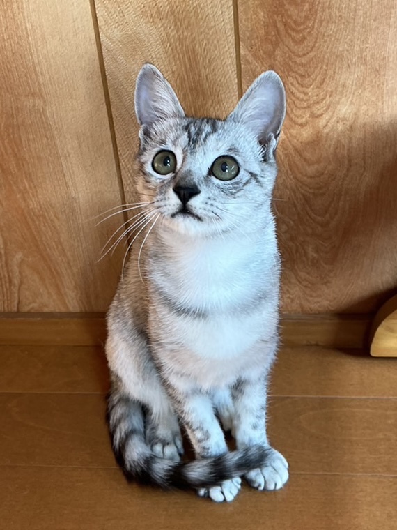 可愛いサバトラ仔猫（糸島市）