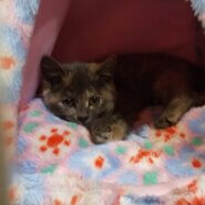 2ヶ月の子猫（女の子）